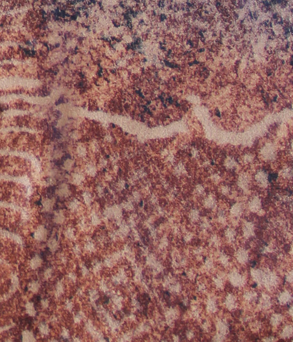 ANTELINA ANIMAL_PRINT ZAIRE