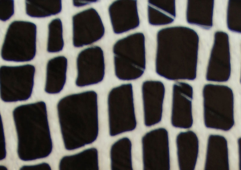 PELO CORTO ANIMAL PRINT - AMAZONAS --- COLOR 1