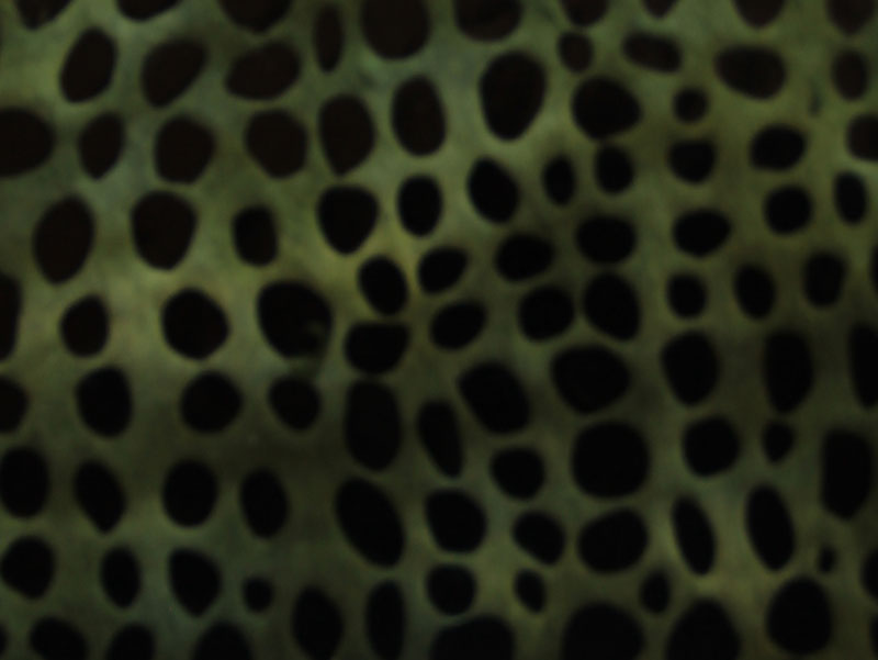 PELO CORTO ANIMAL PRINT - ZAFIRO --- COLOR 2