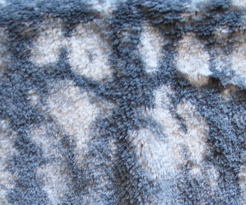 PELO CORTO ESTAMPADO - LUCA --- COLOR 2